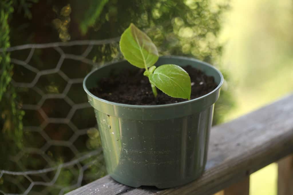 a small plant in a green pot, being grown from a cutting
