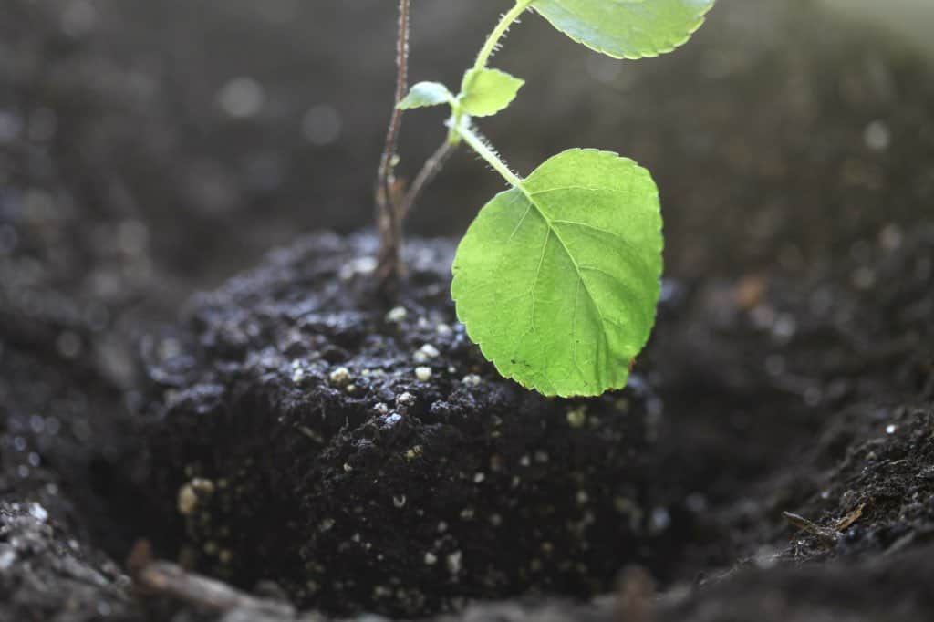 planting a small climbing hydrangea plant