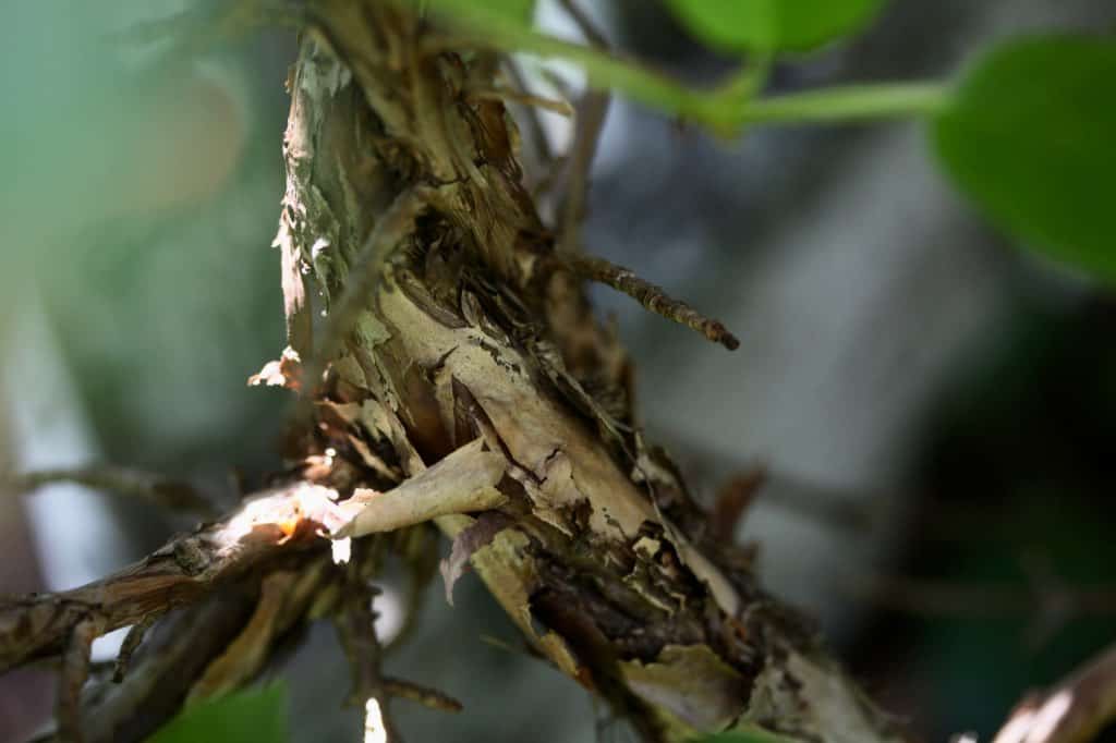 the woody stems of climbing hydrangea have an exfoliating appearance