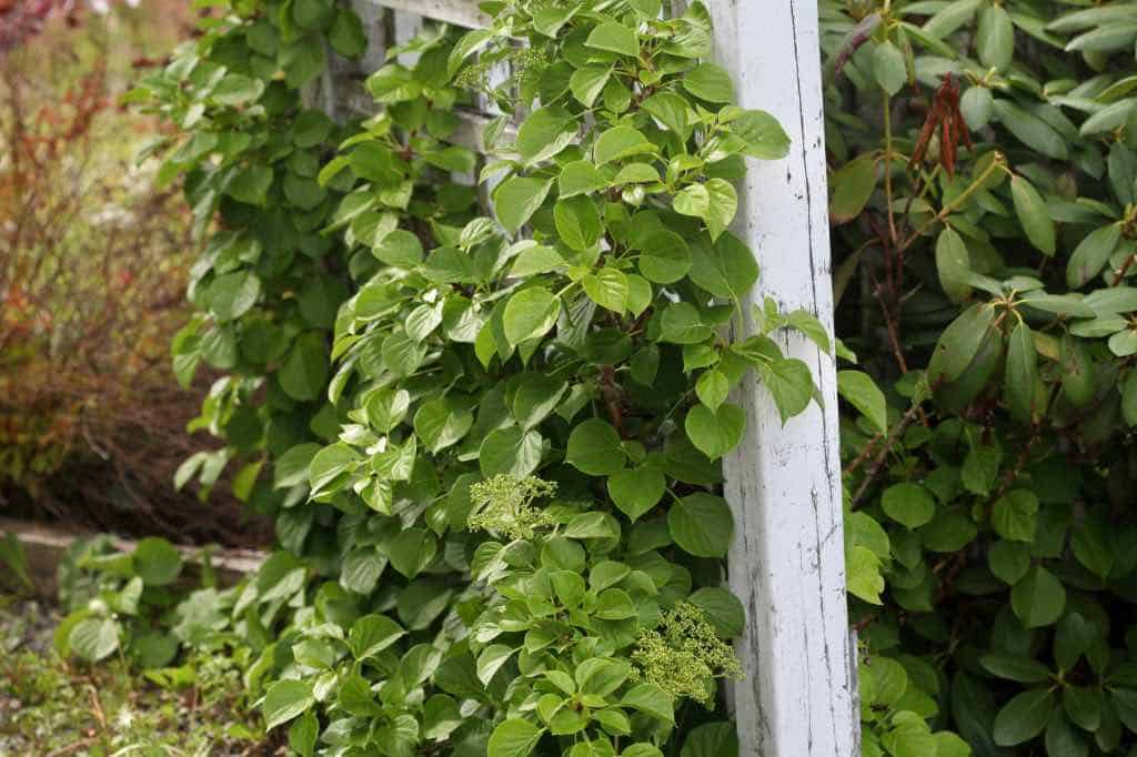 this climbing hydrangea found it's way to this trellis from another location