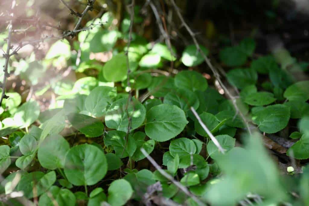 climbing hydrangea trailing across the ground under a shrub