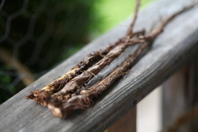 Dandelion Roots Rotting How To Roast Dandelion Root For Tea (Or Coffee) | Farmhouse & Blooms