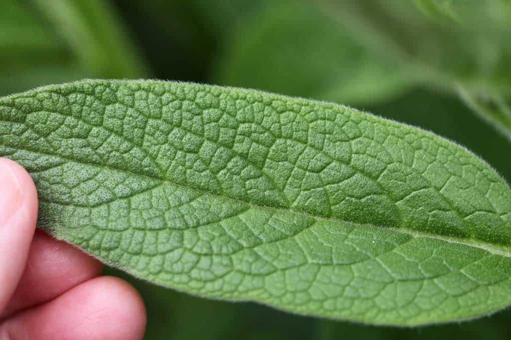 a hand holding up a leaf