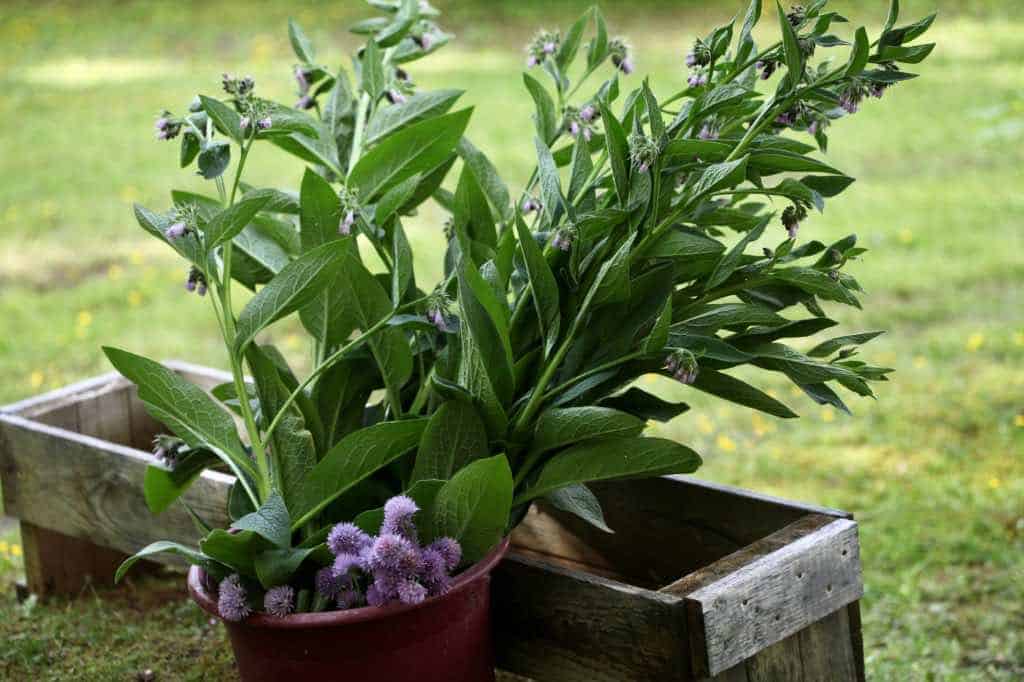 an armload of comfrey to be used on the garden as a green mulch