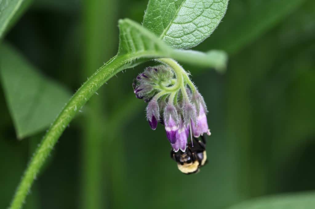 a comfrey flower being visited by a bee