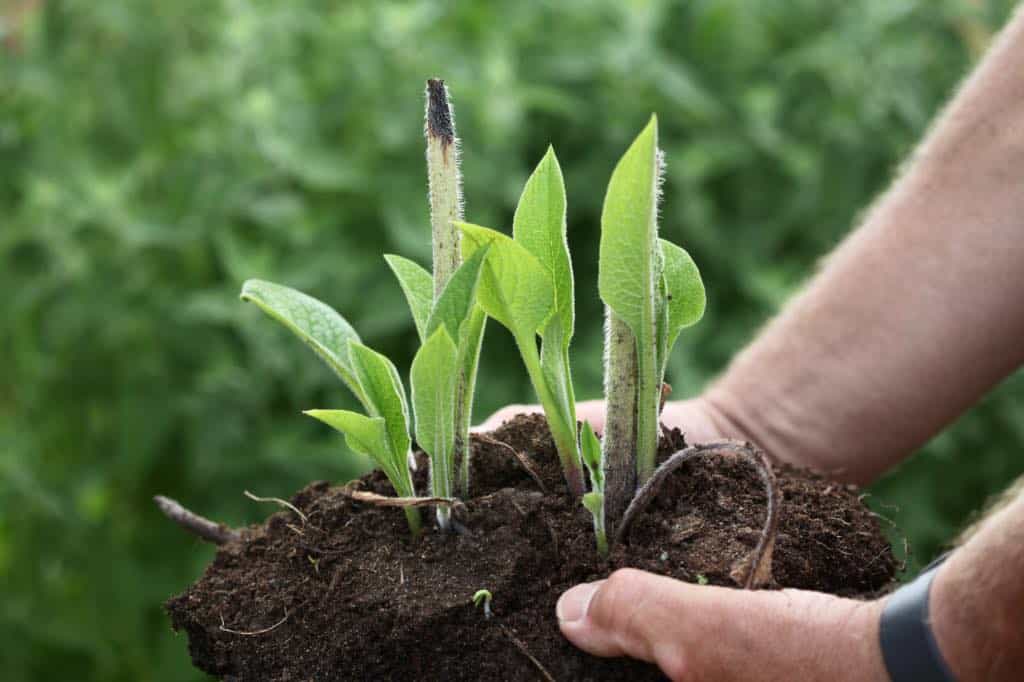 hands holding up a division of comfrey to be planted