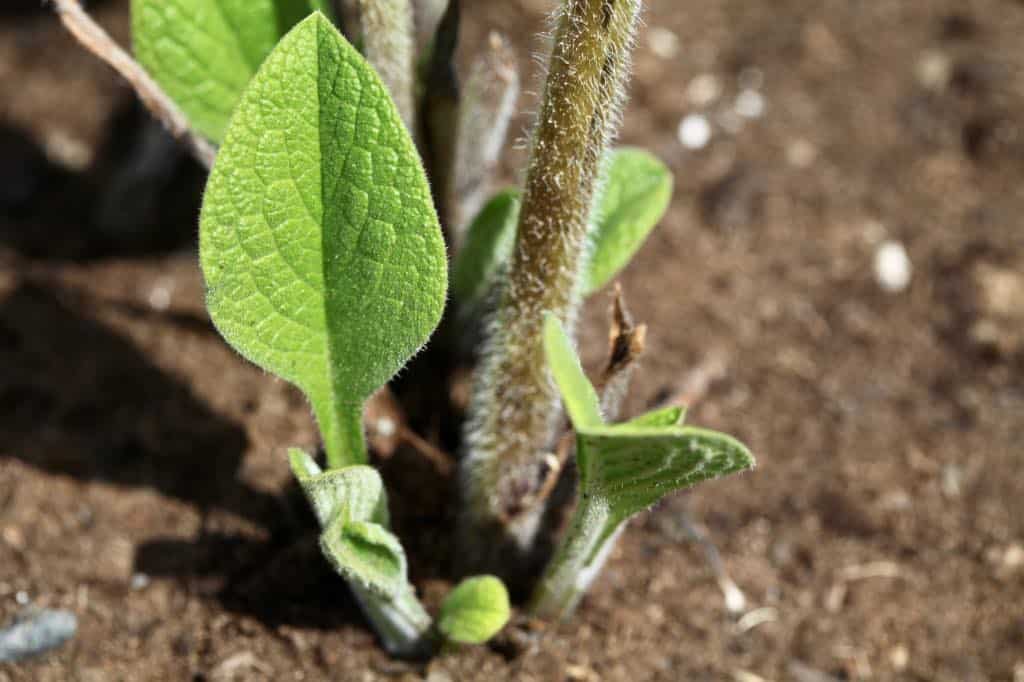 leaves sprouting on a newly transplanted plant