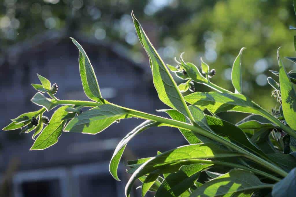 stems and leaves glowing in the sunlight