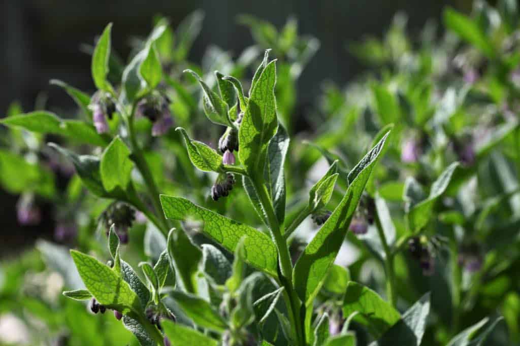 comfrey growing in the garden