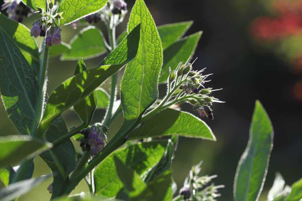 a plant growing in the garden