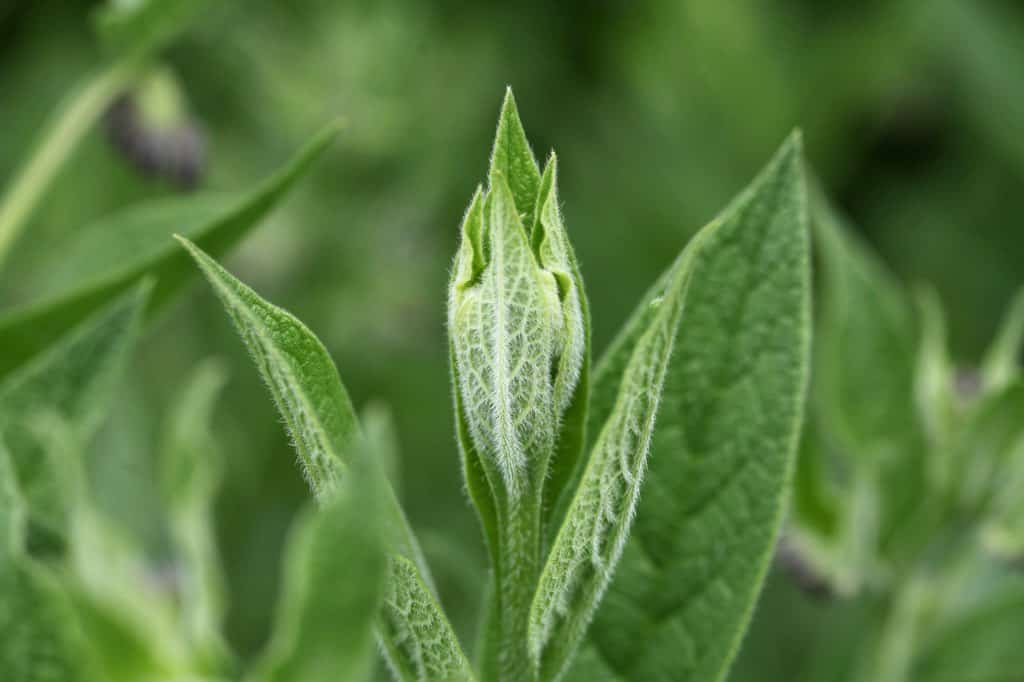 a comfrey plant in the garden