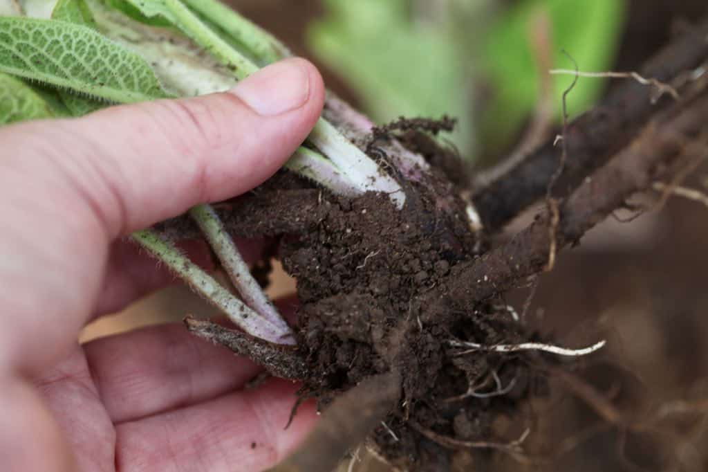 comfrey has a long taproot