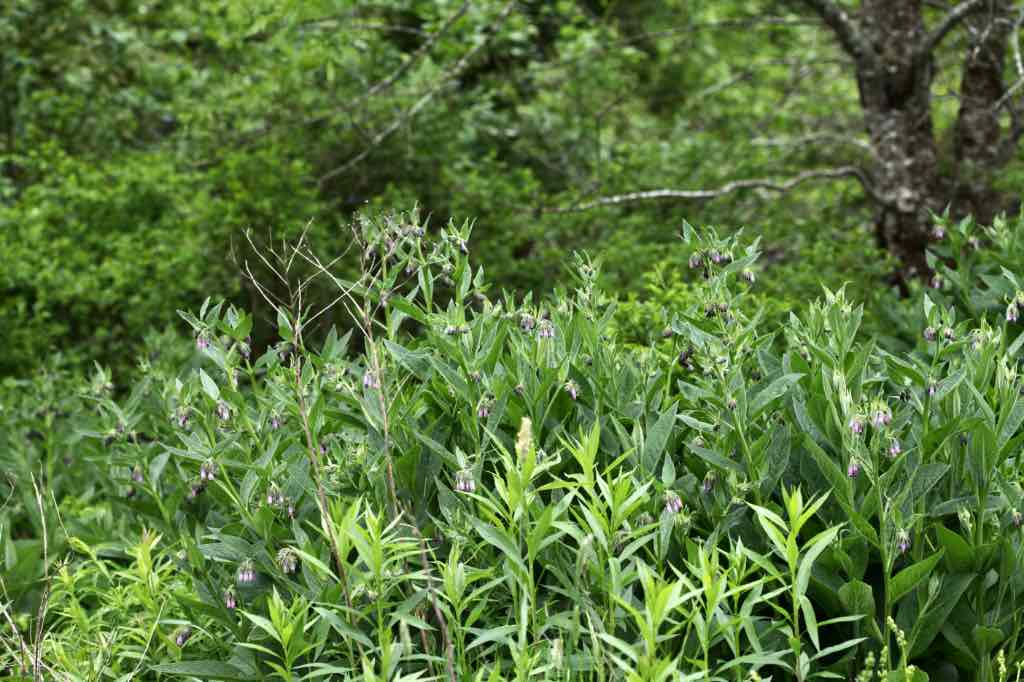 a clump of comfrey in the garden