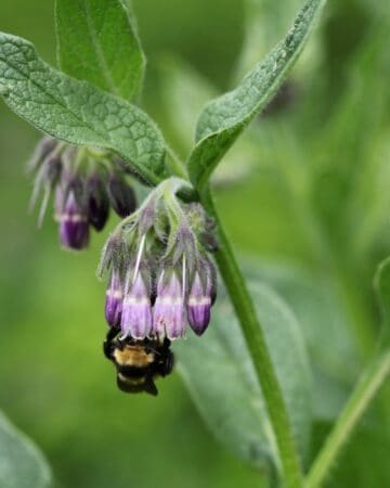 comfrey flowers with a bee