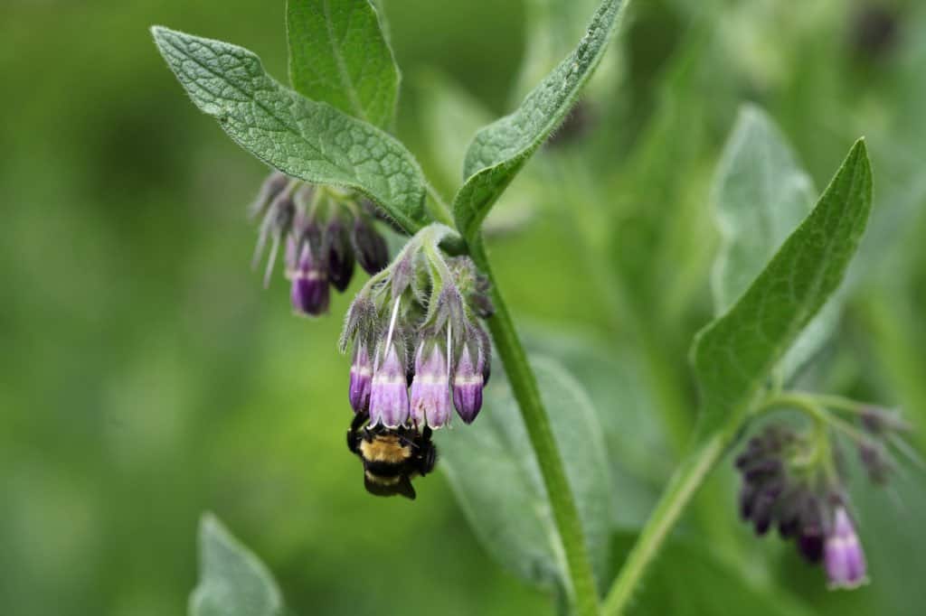 comfrey growing in the garden