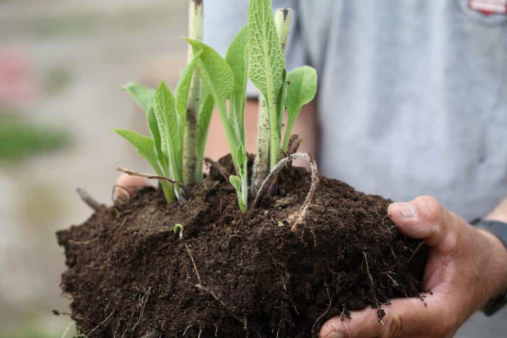 comfrey lifted from the garden for propagation