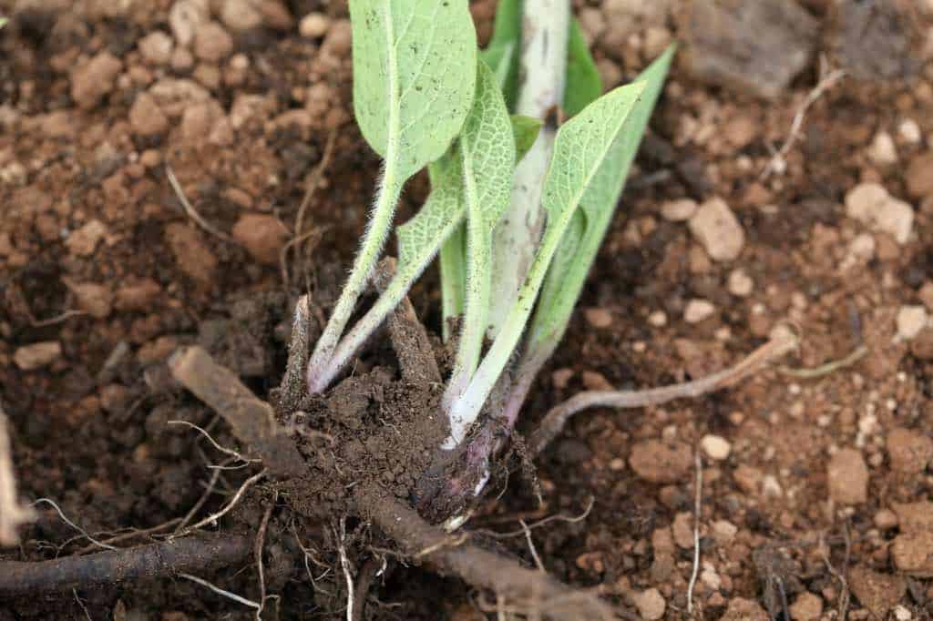 comfrey root cuttings