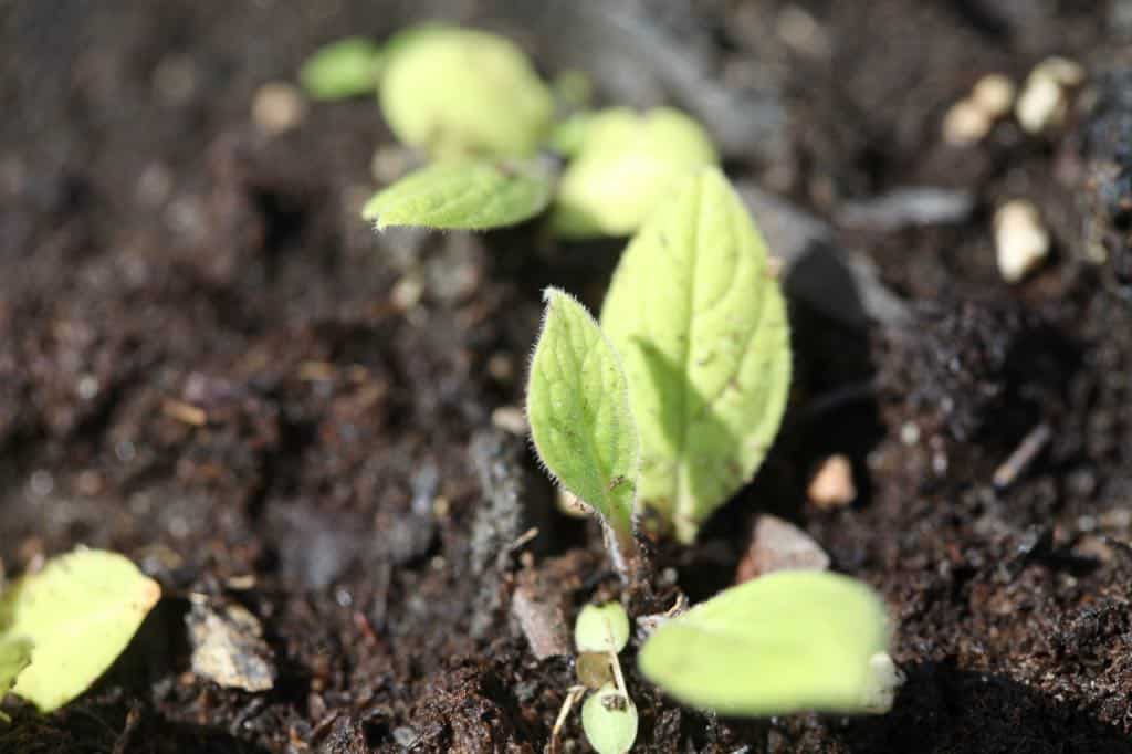 comfrey seedlings grown from seed