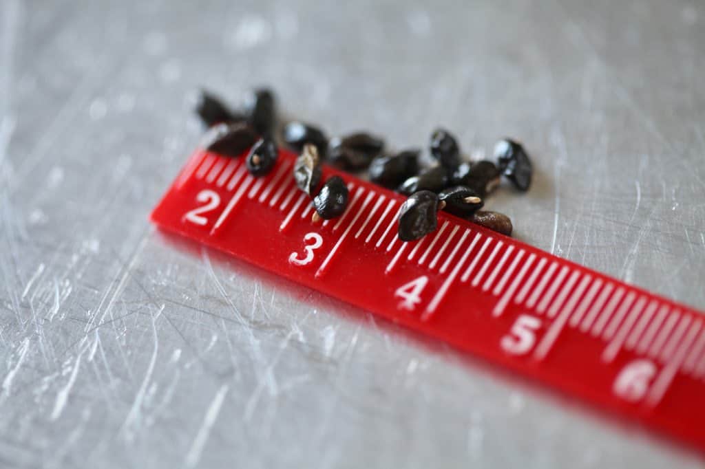 common comfrey seeds on a red ruler
