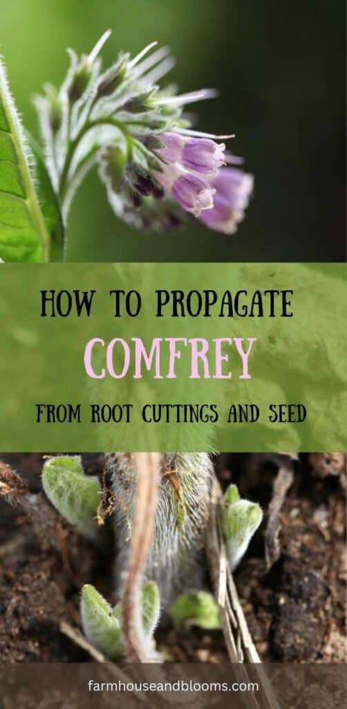 how to propagate comfrey- pinterest pin
