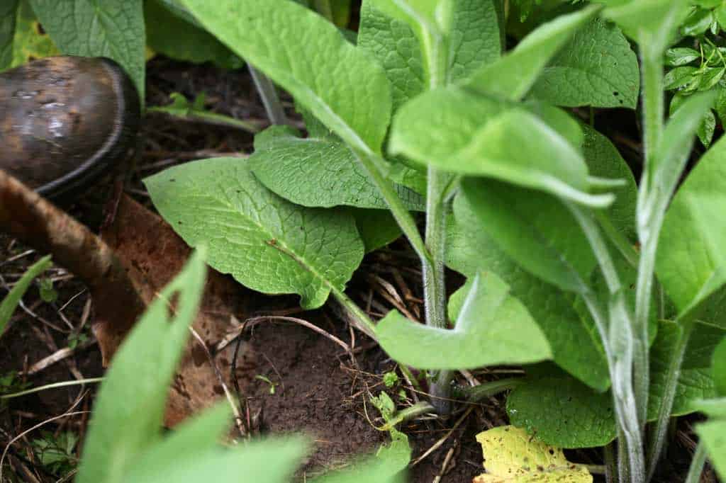 lifting and dividing comfrey in the garden