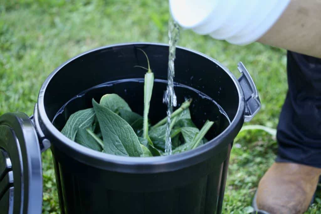 making comfrey tea to use as a natural fertilizer