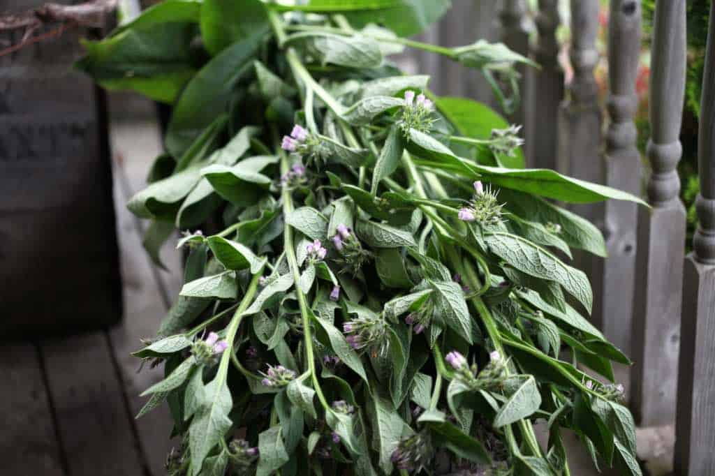 an armload of comfrey harvested from the garden