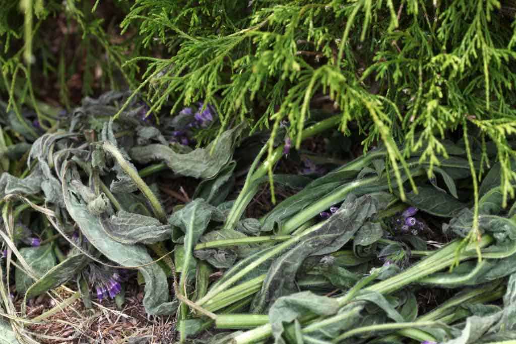 using comfrey as a green mulch in the garden