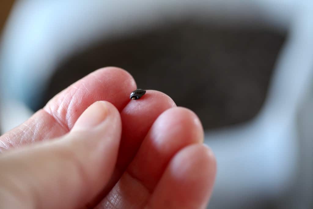 winter sowing common comfrey seeds