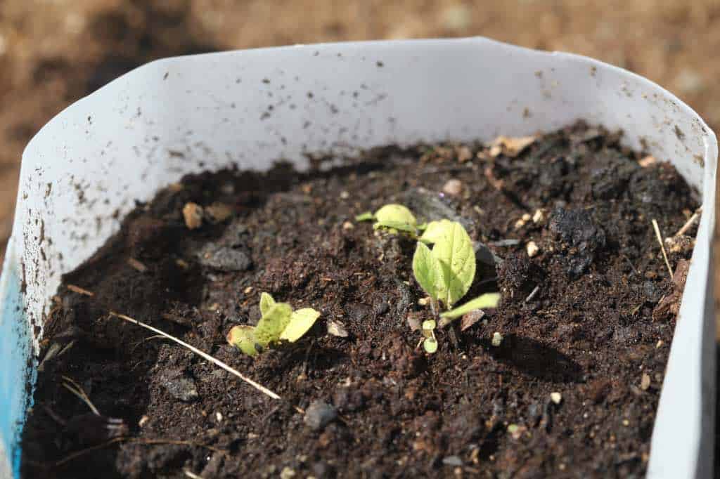 winter sown comfrey seedlings to be planted