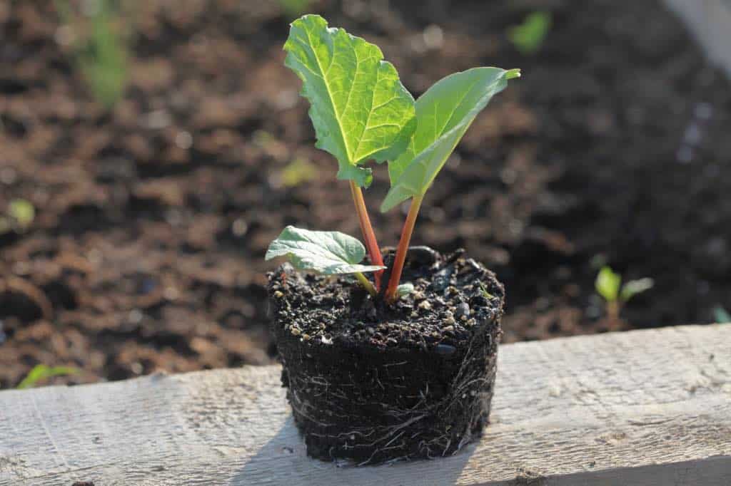 1 year old rhubarb seedling to be planted into the garden