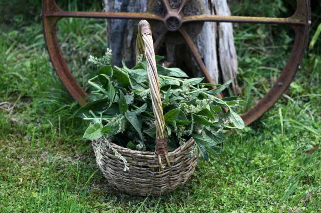 a basket of cut comfrey flower stems, harvested for seed collection