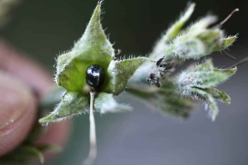 a mature comfrey seed inside a seed pod