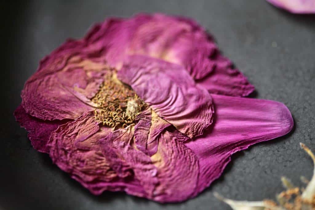a pressed pink rose