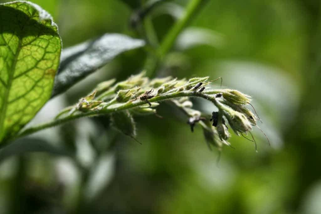 a spent comfrey flower stem