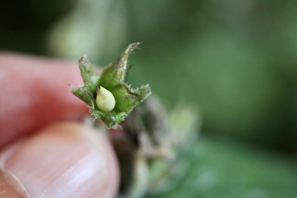 a very immature comfrey seed inside a seed pod