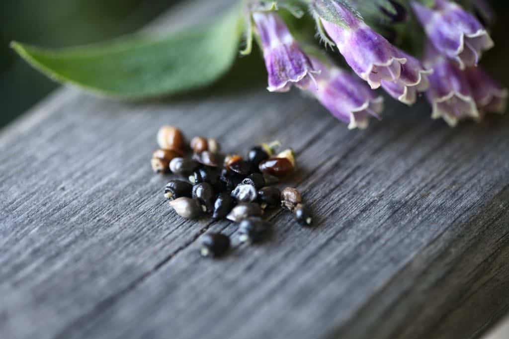 comfrey seeds and flowers on a wooden railing