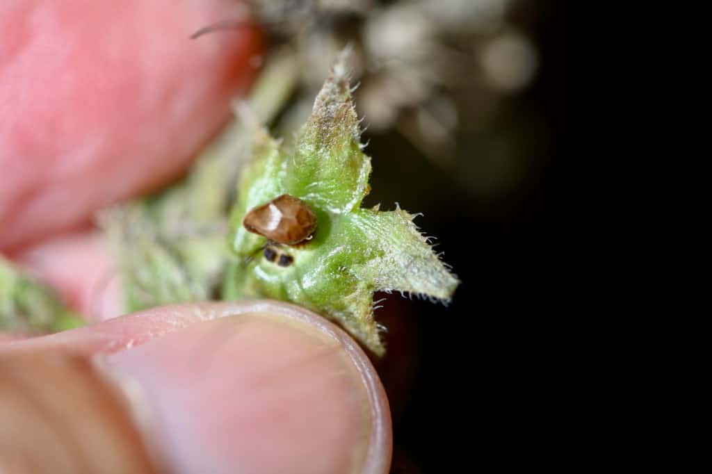 an immature comfrey seed inside a seed pod