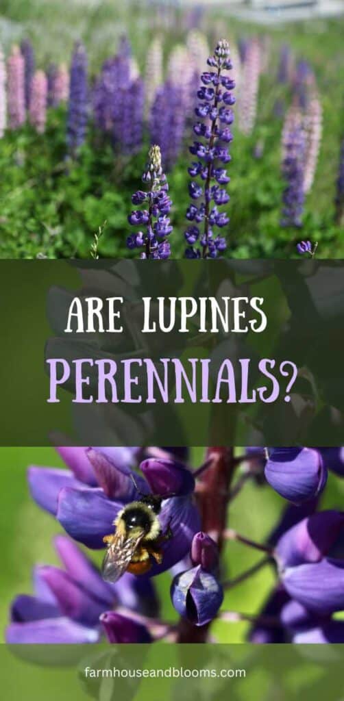 are lupines perennials- pinterest pin