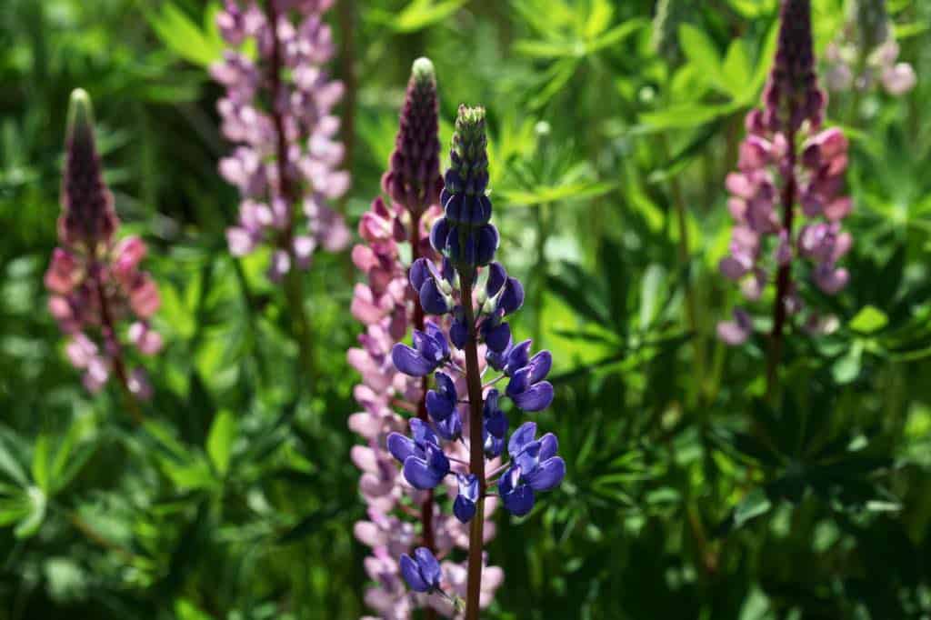 blue and pink lupines