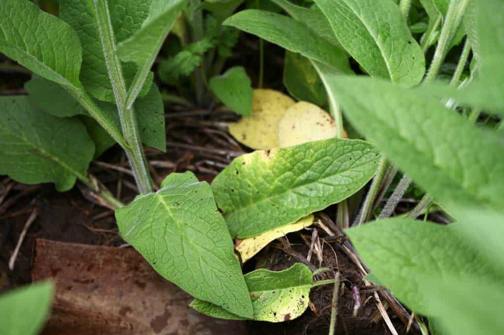 comfrey leaves in the garden