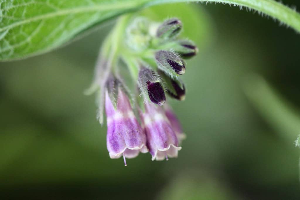 purple comfrey flowers unfurling in the garden