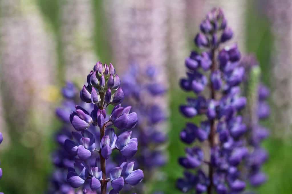 purple lupines in bloom