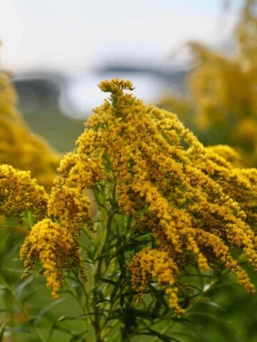 goldenrod in the garden