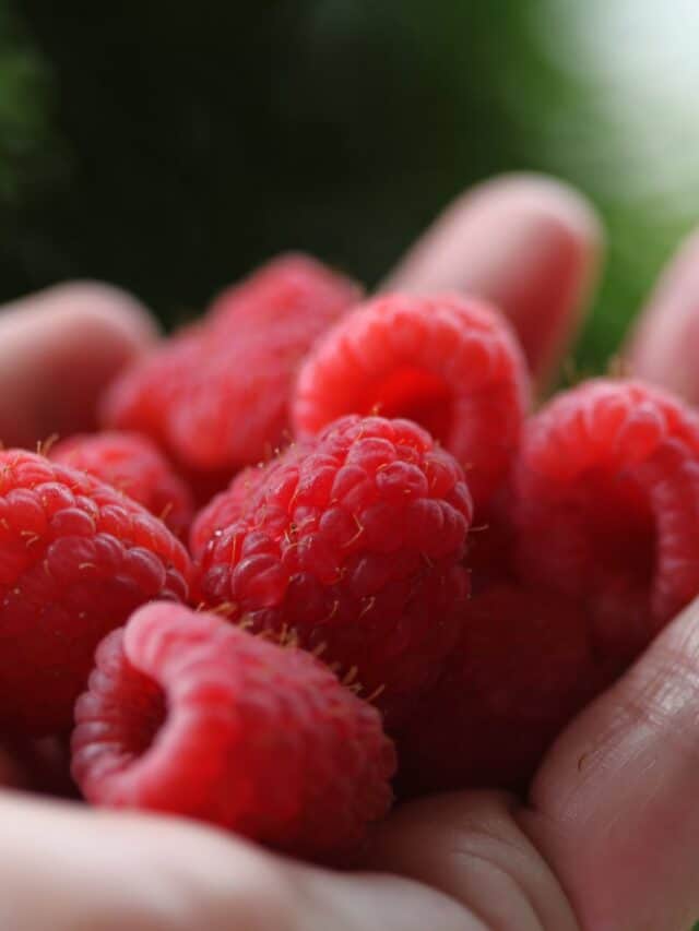 Learn How To Prune Raspberries The Right Way