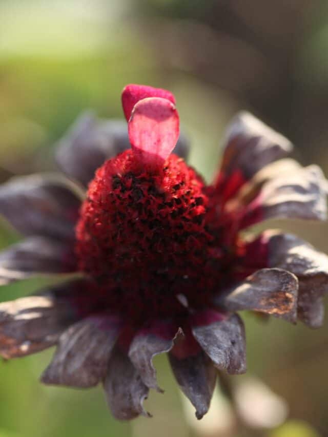 a spent zinnia flower
