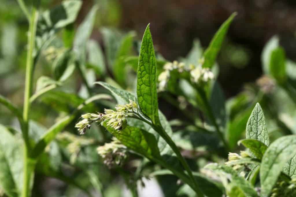 spent comfrey flower stems in the garden