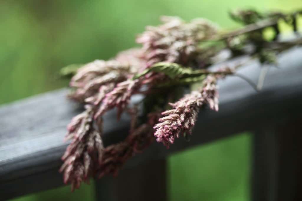 dried flowers on a wooden railing