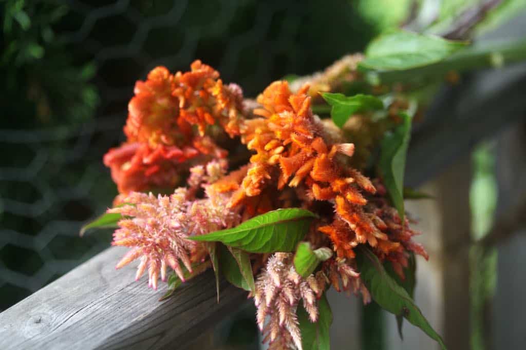 a bouquet of orange celosia flowers on a wooden railing