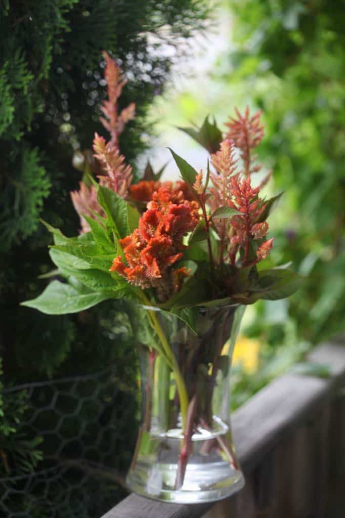 celosia flowers air drying in a vase